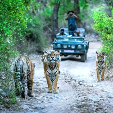 RANTHAMBORE